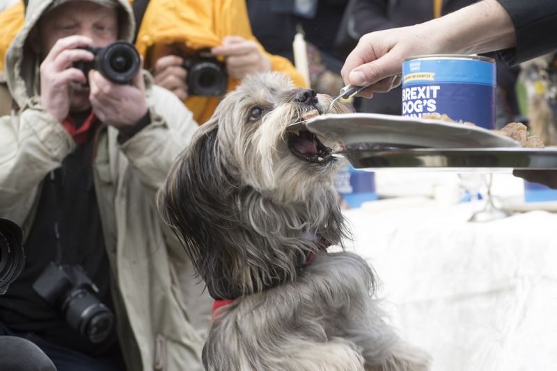 File:2190310 BT WOOF 057 WEB.jpg