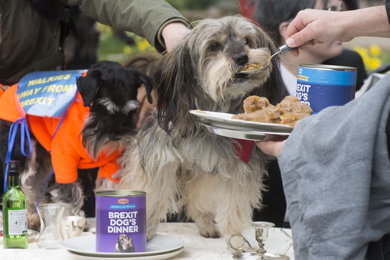 File:2190310 BT WOOF 047 WEB.jpg