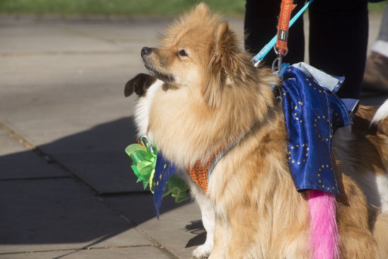 File:2190310 BT WOOF 128 WEB.jpg