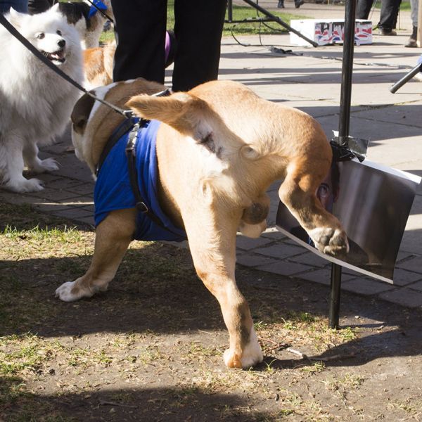 File:2190310 BT WOOF 103 WEB.jpg