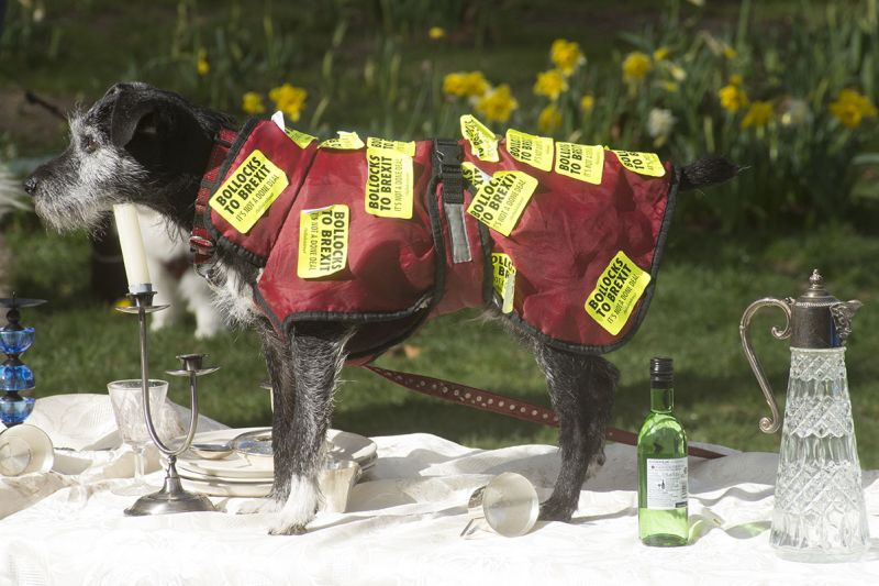 File:2190310 BT WOOF 071 WEB.jpg